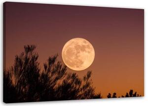 Obraz na plátně Měsíc za stromem - 60x40 cm