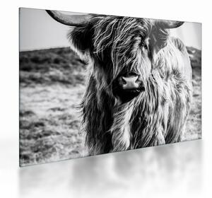 Skleněný obraz - Highland - Skotská kráva (70x50 cm)