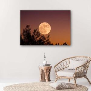 Obraz na plátně Měsíc za stromem - 60x40 cm