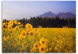 Obraz na plátně Polní květiny Žluté hory - 60x40 cm
