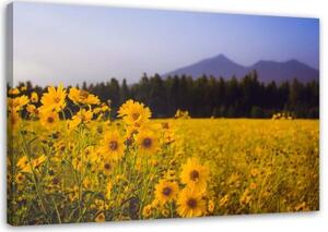 Obraz na plátně Polní květiny Žluté hory - 90x60 cm