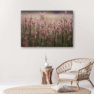 Obraz na plátně Polní květiny Růžová příroda - 60x40 cm