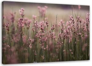 Obraz na plátně Polní květiny Růžová příroda - 120x80 cm