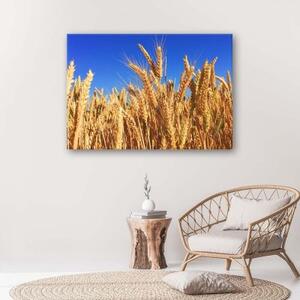 Obraz na plátně Kukuřičný klas Harvest Nature Gold - 60x40 cm