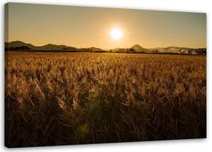 Obraz na plátně Příroda kukuřičného pole - 90x60 cm
