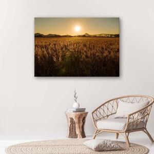 Obraz na plátně Příroda kukuřičného pole - 120x80 cm