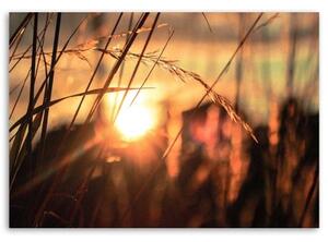 Obraz na plátně Tráva Západ slunce Příroda - 60x40 cm