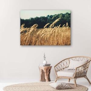 Obraz na plátně Kukuřičné pole Spikes Nature - 100x70 cm