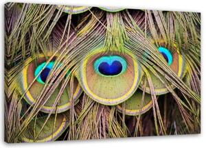 Obraz na plátně Barevná paví pera - 100x70 cm