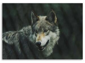 Obraz na plátně Vlk Příroda Zvířata - 90x60 cm