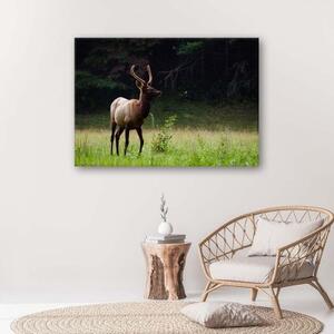 Obraz na plátně Jelení zvěř Lesní louka - 60x40 cm