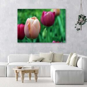 Obraz na plátně Tulipán Růžové květiny - 60x40 cm