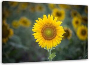 Obraz na plátně Slunečnice Příroda Květiny - 100x70 cm