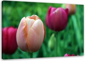 Obraz na plátně Tulipán růžový květ - 100x70 cm
