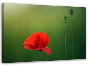 Obraz na plátně Červený mák Příroda - 120x80 cm