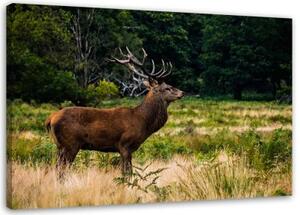 Obraz na plátně Jelen v lesní přírodě - 60x40 cm