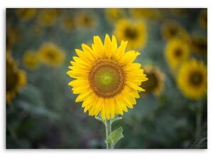 Obraz na plátně Slunečnice Příroda Květiny - 60x40 cm