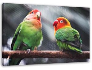 Obraz na plátně Barevní papoušci Ptáci - 90x60 cm