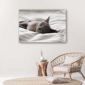 Obraz na plátně Šedá kočka Zvířata Příroda - 90x60 cm