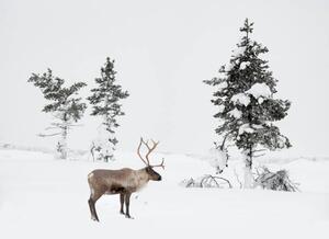 Fotografie Reindeer standing in snowy winter landscape, RelaxFoto.de