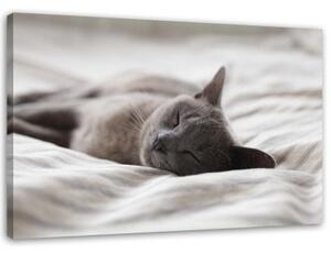 Obraz na plátně Kočky Zvířata Grey - 90x60 cm