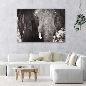 Obraz na plátně Slon Afrika černobílý - 60x40 cm