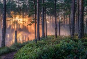 Fotografie Scenic forest landscape with beautiful misty, Riekkinen