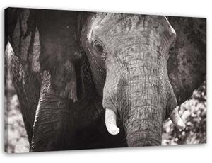 Obraz na plátně Slon Afrika černobílý - 100x70 cm
