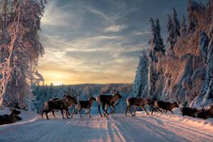 Fotografie A group of reindeers crossing the, Jonas / Bildmedia / 500px
