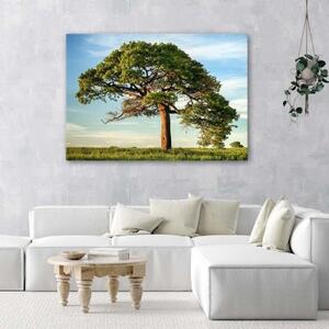 Obraz na plátně Strom Krajina Příroda - 60x40 cm