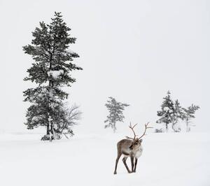 Fotografie Reindeer standing in snow in winter, RelaxFoto.de
