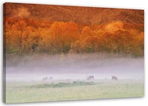 Obraz na plátně Mlžný les - 100x70 cm