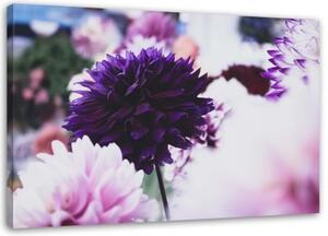 Obraz na plátně Květiny jiřinek Příroda - 90x60 cm
