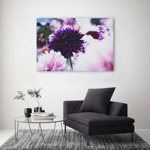 Obraz na plátně Jiřinka Fialová Květina - 60x40 cm