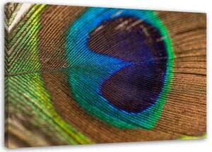 Obraz na plátně Ptačí pírko Peacock - 60x40 cm