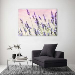 Obraz na plátně Levandule Přírodní květiny - 60x40 cm
