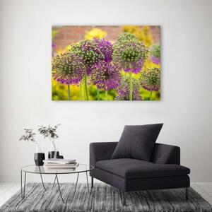 Obraz na plátně Rostliny česneku fialové - 100x70 cm