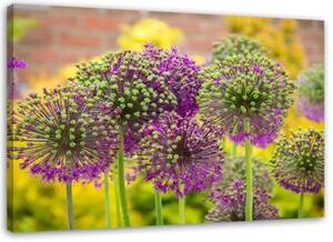 Obraz na plátně Rostliny česneku fialové - 90x60 cm