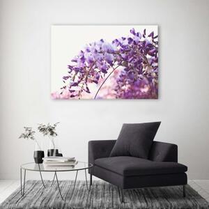 Obraz na plátně Šeřík Glycine Květina - 60x40 cm