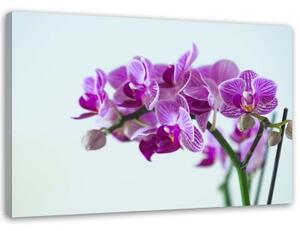 Obraz na plátně Růžová orchidej - 120x80 cm