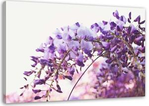 Obraz na plátně Glycin Květiny Příroda - 120x80 cm