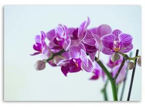 Obraz na plátně Růžová orchidej - 60x40 cm