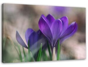 Obraz na plátně Květy krokusů Příroda - 60x40 cm