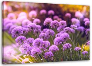 Obraz na plátně Polní květiny Fialová příroda - 120x80 cm