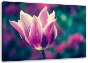 Obraz na plátně Tulipány Květiny Příroda Fialová - 60x40 cm