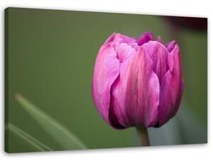 Obraz na plátně Fialový květ tulipánu - 120x80 cm