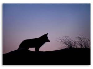 Obraz na plátně Vlk fialový západ slunce - 60x40 cm