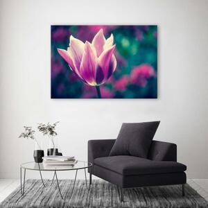 Obraz na plátně Tulipány Květiny Příroda Fialová - 60x40 cm
