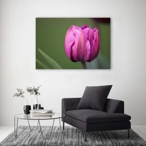 Obraz na plátně Fialový květ tulipánu - 60x40 cm