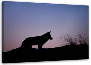 Obraz na plátně Vlk fialový západ slunce - 120x80 cm
